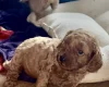 Cockapoo