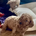 Cockapoo