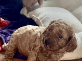 Cockapoo