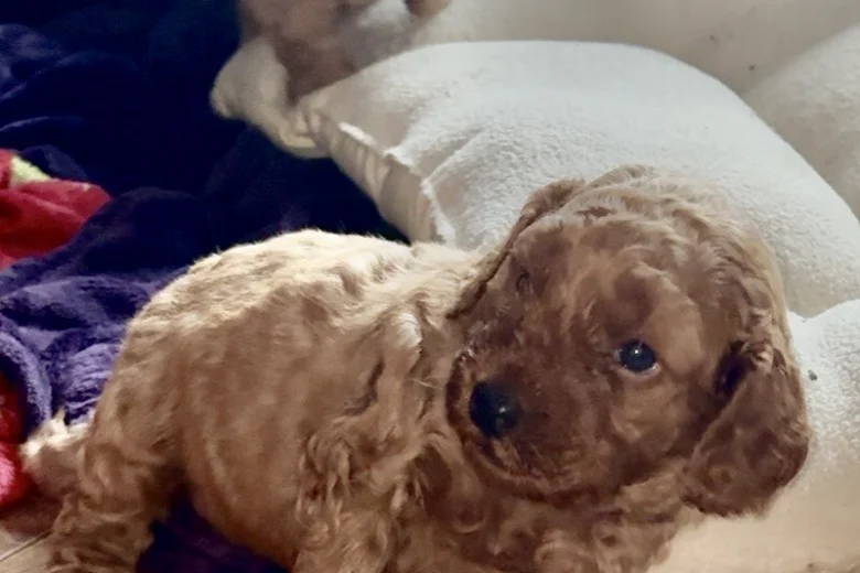 Cockapoo