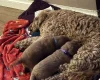 Cockapoo