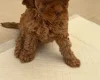 Cockapoo