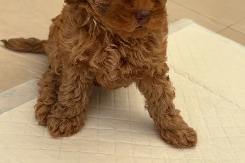 Cockapoo