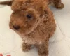 Cockapoo