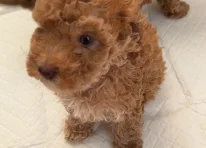 Puppy 3