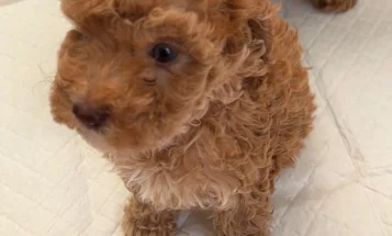 Cockapoo