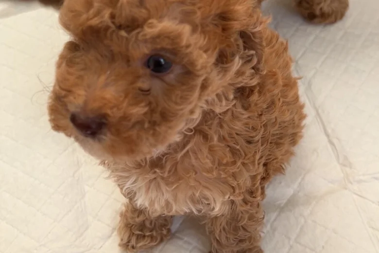 Cockapoo