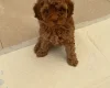 Cockapoo