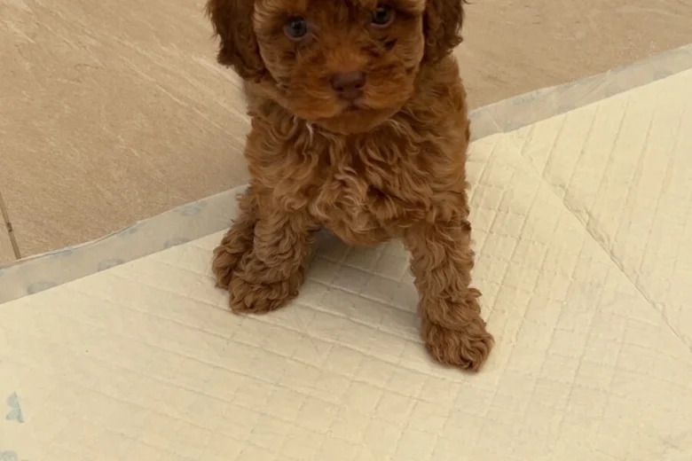 Cockapoo