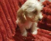 Cockapoo