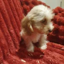 Cockapoo
