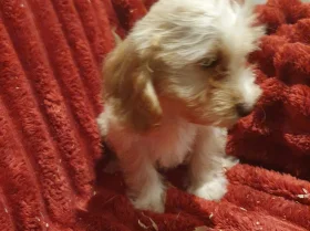 Cockapoo