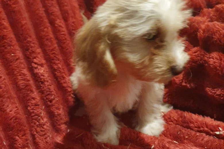 Cockapoo