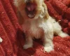 Cockapoo