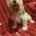 Cockapoo