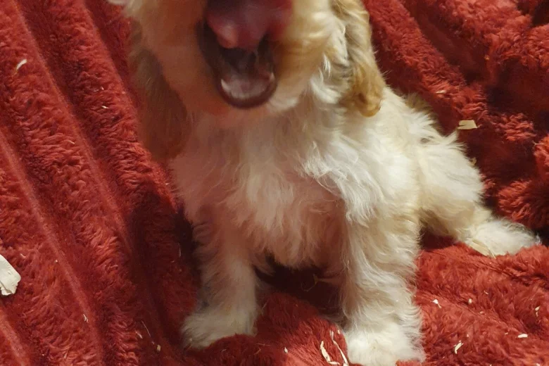 Cockapoo