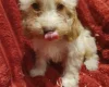 Cockapoo