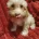 Cockapoo