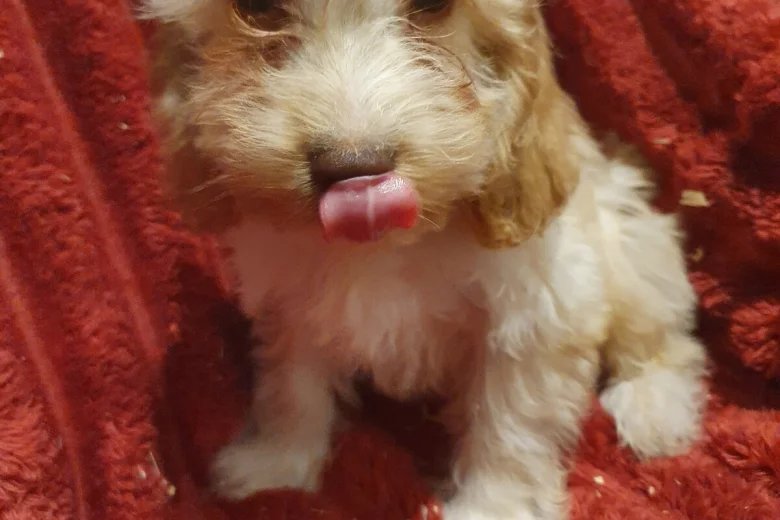 Cockapoo