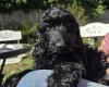 Cockapoo