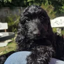 Cockapoo