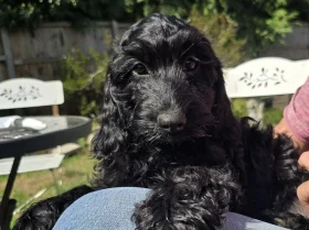 Cockapoo