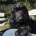 Cockapoo