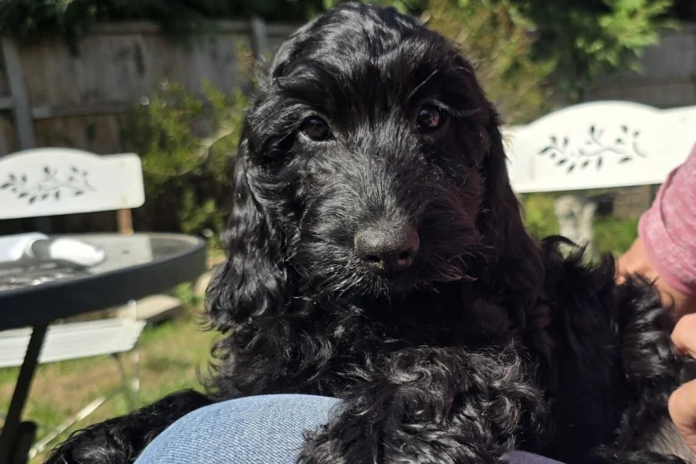 Cockapoo
