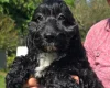 Cockapoo