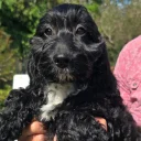 Cockapoo