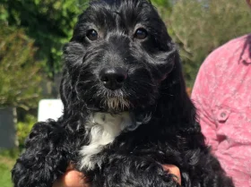 Cockapoo