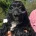 Cockapoo