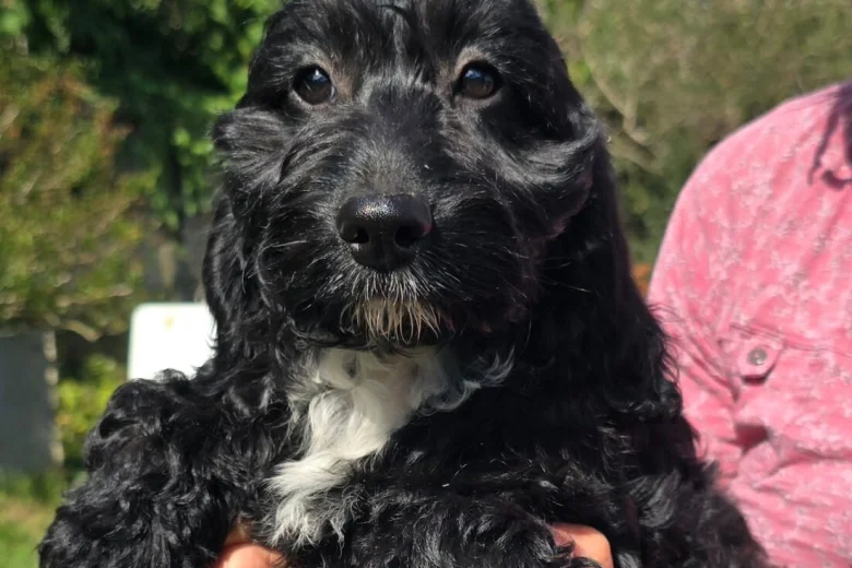 Cockapoo