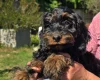 Cockapoo