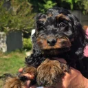 Cockapoo
