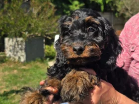 Cockapoo