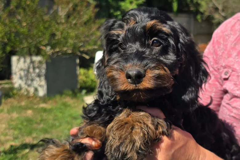 Cockapoo