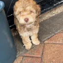 Cockapoo