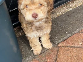 Cockapoo