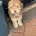 Cockapoo