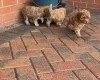 Cockapoo