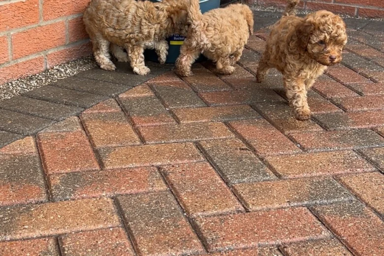 Cockapoo