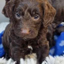 Cockapoo