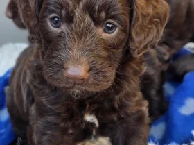 Cockapoo