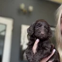 Cockapoo