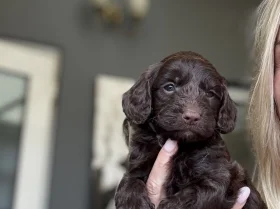 Cockapoo