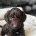 Cockapoo