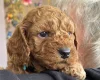 Cockapoo