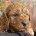 Cockapoo