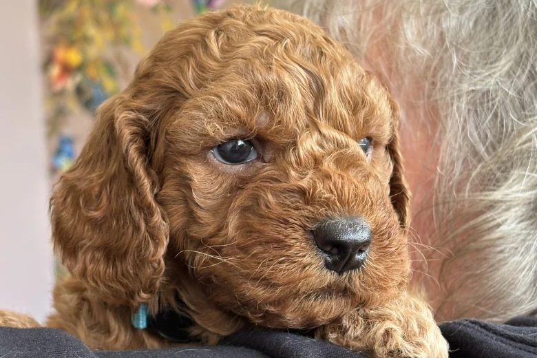 Cockapoo